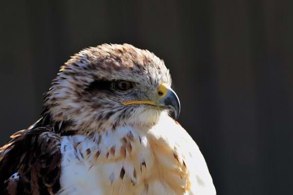 Raptor