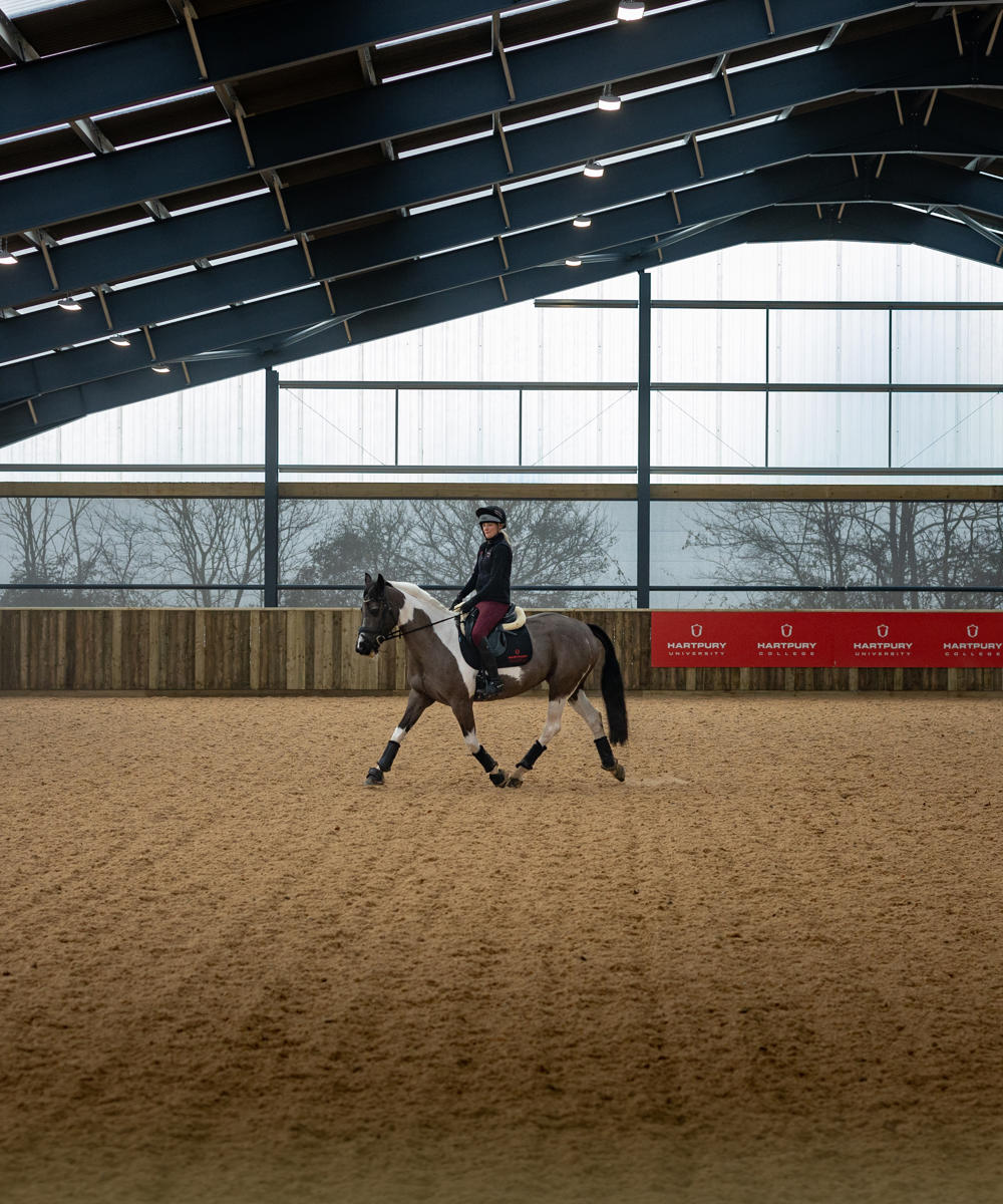 Horse In Arena