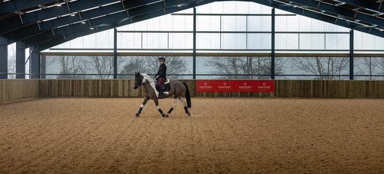 Horse In Arena