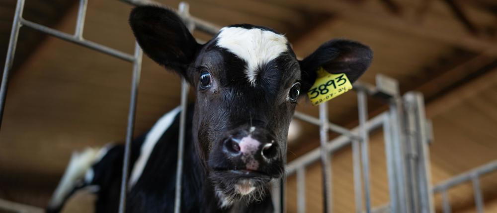 Calf