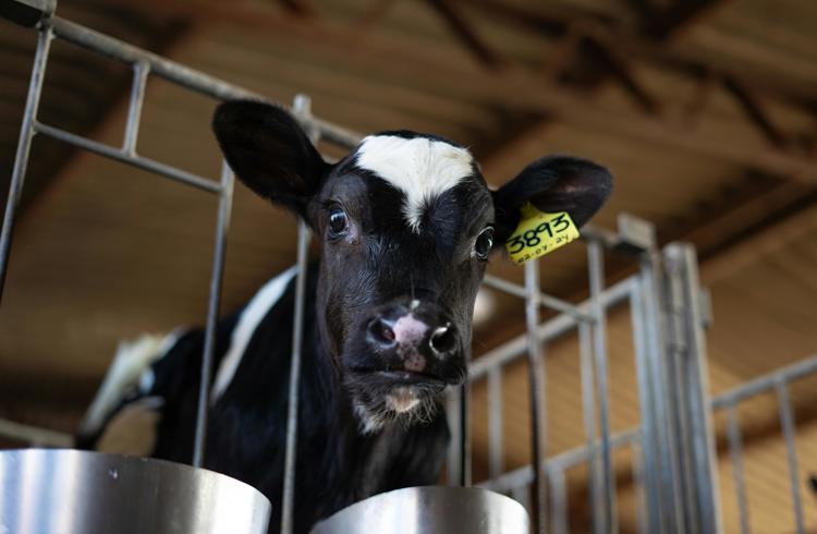 Calf