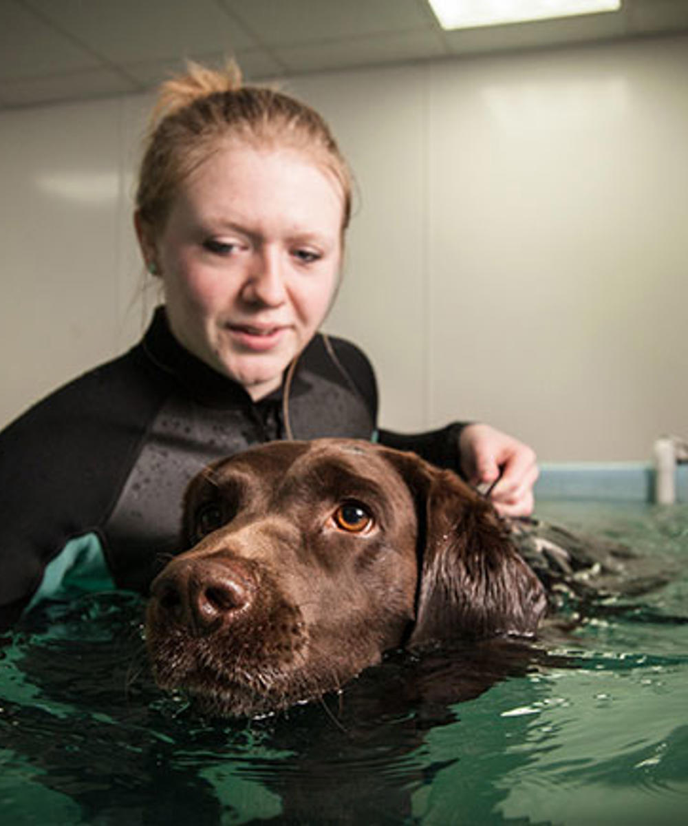 Bsc Hons Canine Training And Performance