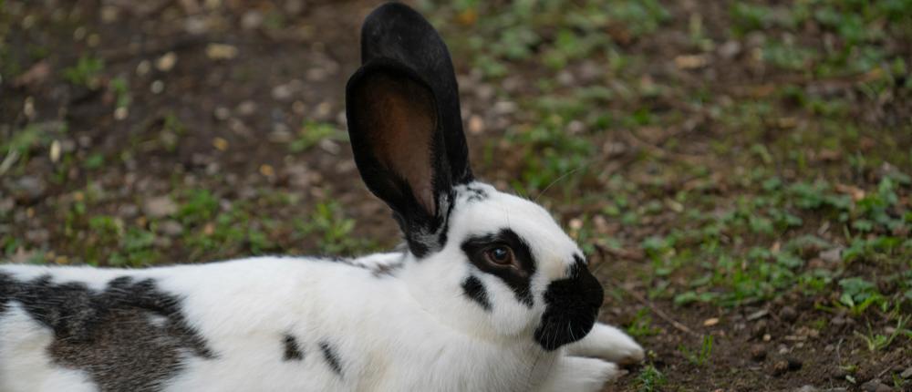 Rabbit