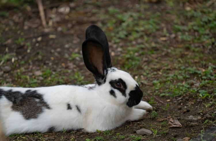 Rabbit