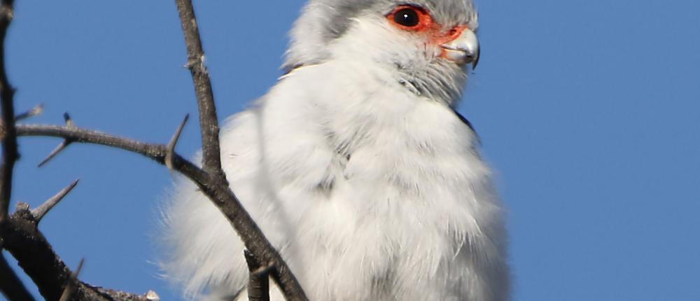 Pygmy Falcon
