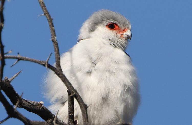 Pygmy Falcon