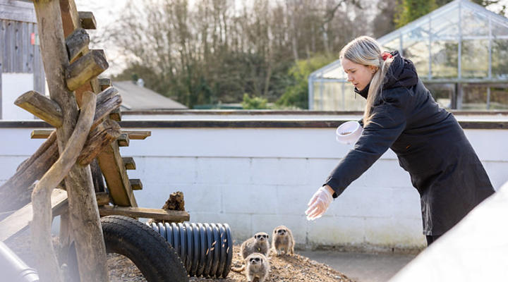 College Animal Student Feeding Meerkat
